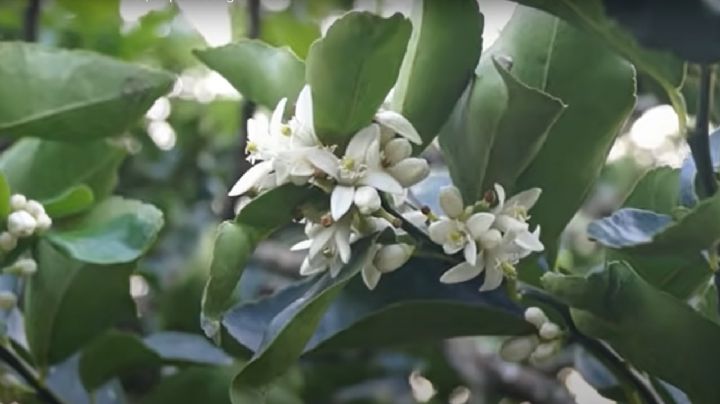 Cómo Multiplicar las Flores de tu Limonero con un Sencillo Truco de Jardinería