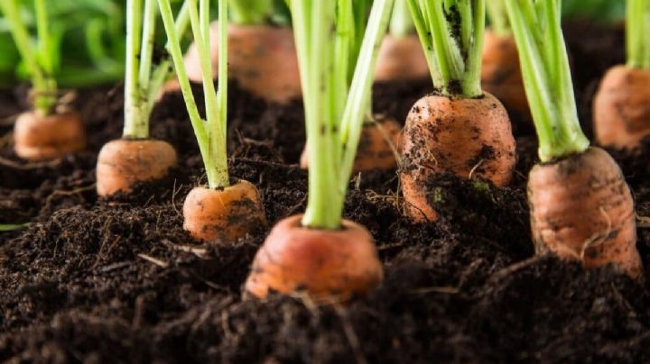 Cultivo de zanahorias en botellas: una forma de reciclar e iniciar una huerta urbana