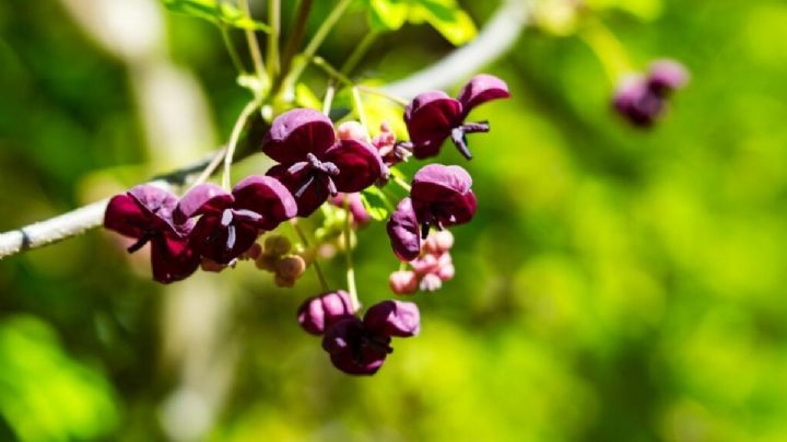 Akebia quinata, una planta enredadera de vistosas flores y un fragante aroma a vainilla y chocolate