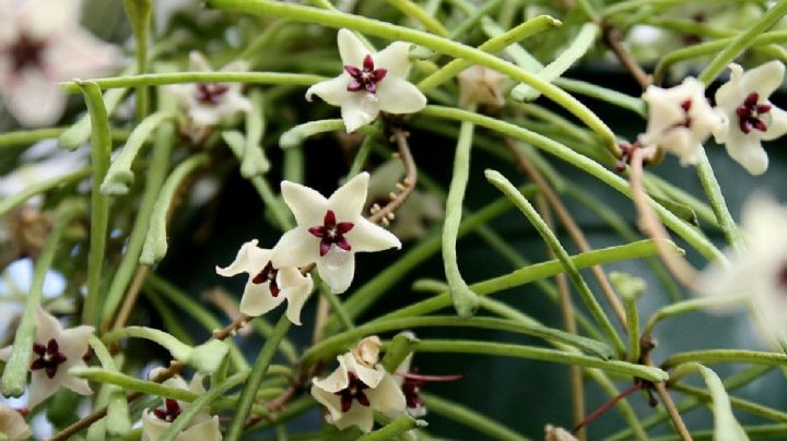 Hoya retusa, una suculenta colgante de bellísimas flores que destaca por su elegancia minimalista