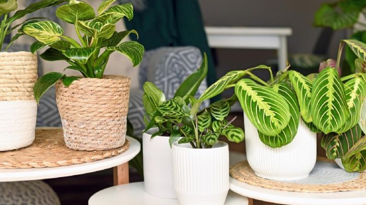 10 plantas que pueden vivir en los rincones oscuros de la casa y crecerán sin problemas