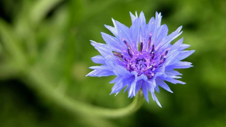 Centaurea cyanus: la flor azul que cura, aromatiza y decora