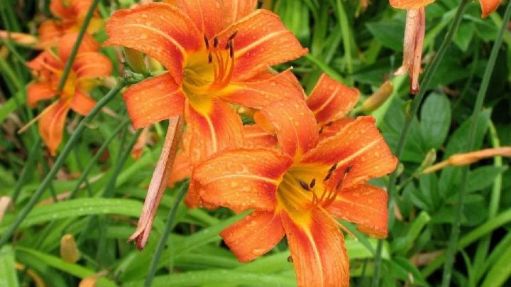 Azucena anteada: una exótica planta de flores anaranjadas que te encantará tener en tu jardín