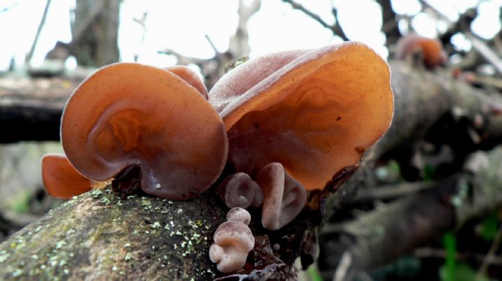 Auricularia auricula-judae, descubre este curioso hongo con propiedades medicinales y forma de oreja humana