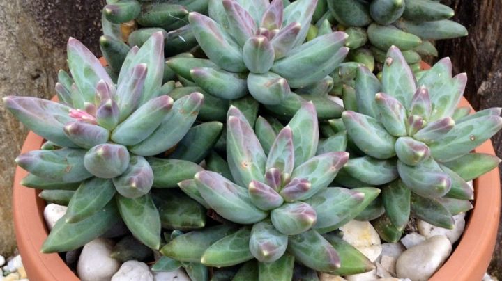 Pachyphytum compactum: guía de cuidados para que tú suculenta se luzca como una pequeña joya