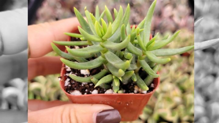 Crassula Tetragona, características y cuidados de la curiosa suculenta que parece un pino