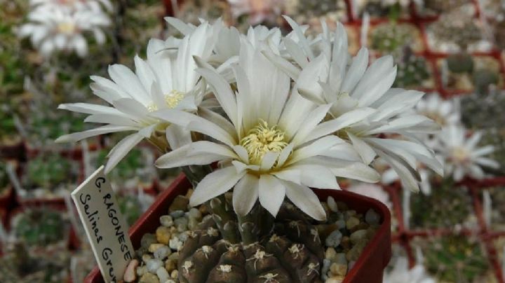 Cactus: 7 especies que despliegan sus bellas flores en primavera