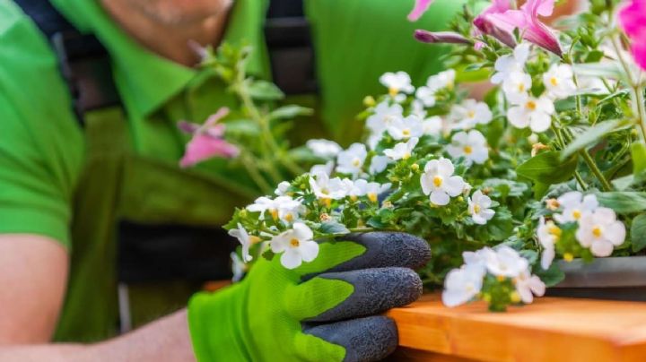 Bacopa monnieri, cómo cuidar y reproducir esta planta de flores diminutas y mil fragancias