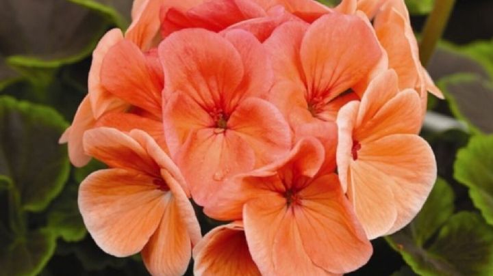 Pelargonium hortorum, guía de cuidados para que tu planta de malvón crezca lozana