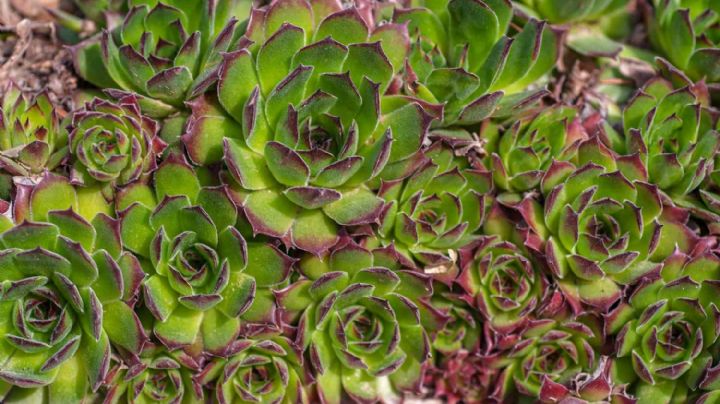 Sempervivum tectorum, la encantadora suculenta que los antiguos romanos plantaban en sus tejados