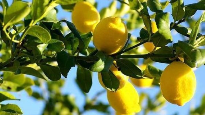El secreto mejor guardado de los jardineros: abono casero para que el limonero se llene de frutas