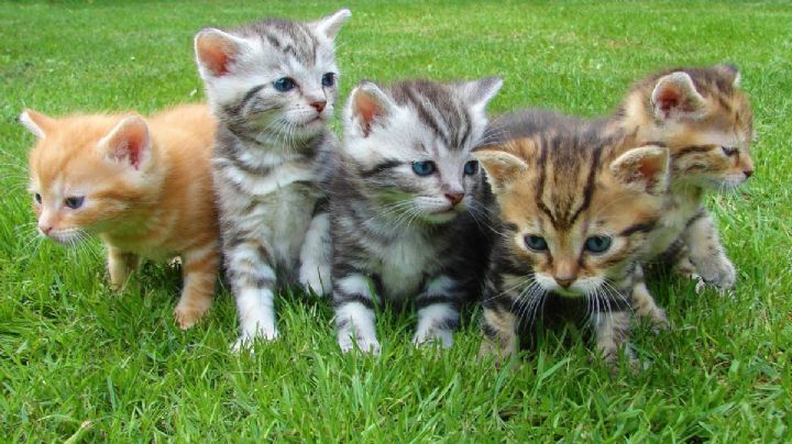 20 nombres de gato, lindos, tiernos y poderosos que están avalados por la ciencia