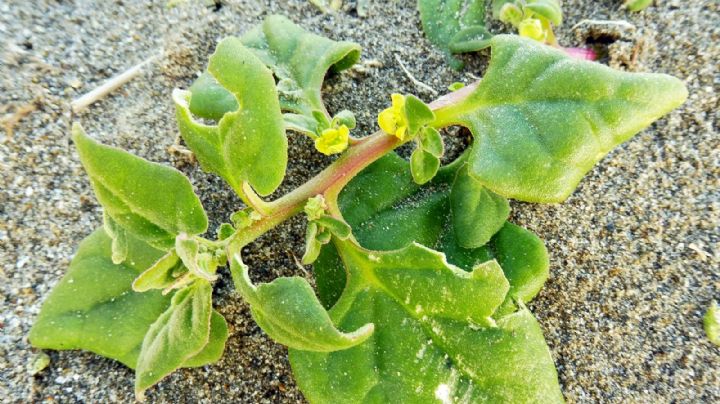 Tetragonia tetragonoides: la curiosa planta comestible que puedes cultivar fácilmente en maceta