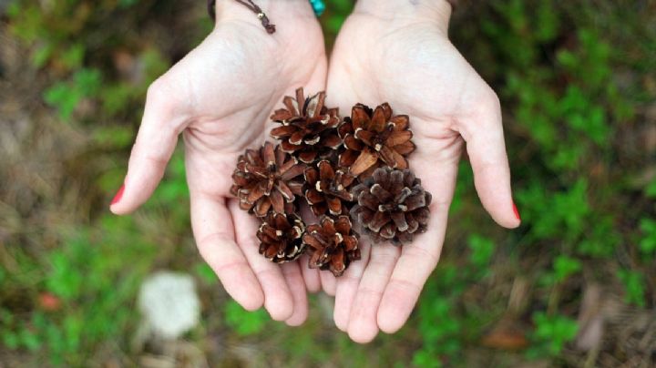 Transforma naturaleza en arte con esta idea de decoración y manualidades