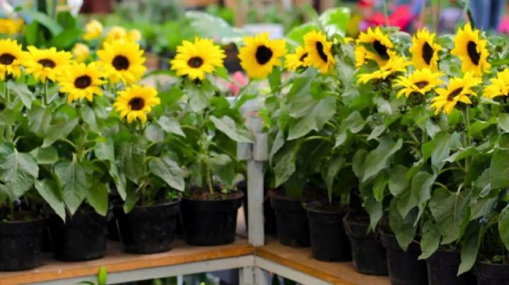 Girasoles: guía completa para cultivarlo en maceta y disfrutar de sus hermosas flores