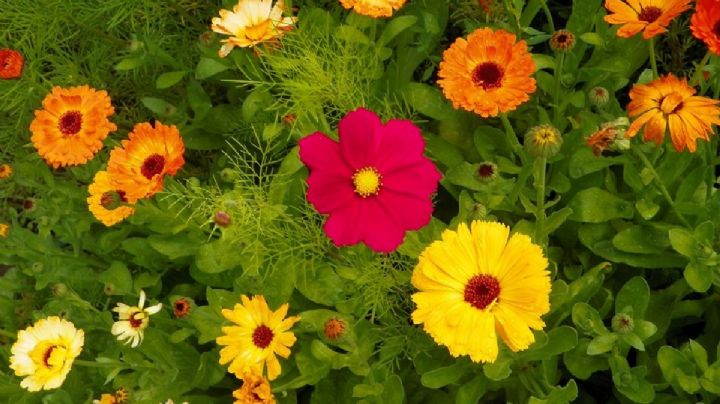 Caléndula y cosmos, dos flores hermosas para tener en el jardín, más aún si naciste en octubre