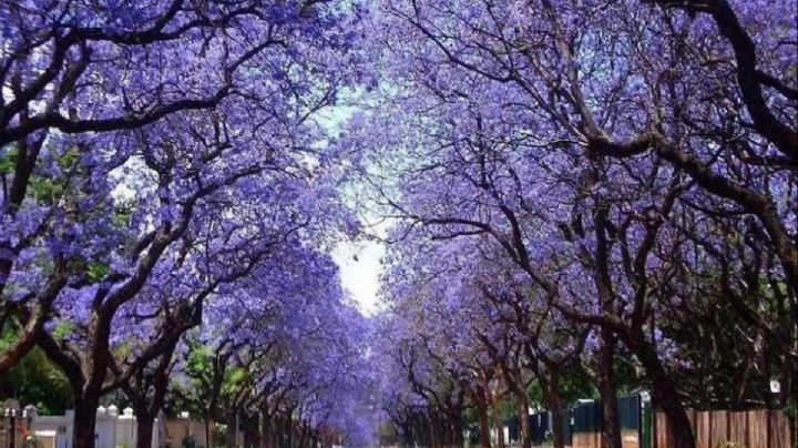 Paulownia tomentosa, características y cuidados del árbol que podría salvar al mundo