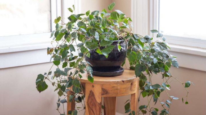 Cissus Rhombifolia, cuidados y usos de la planta Vid de Canguro que embellecerán el hogar