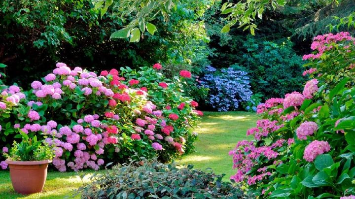 8 tareas que puedes hacer en el jardín para recibir la primavera