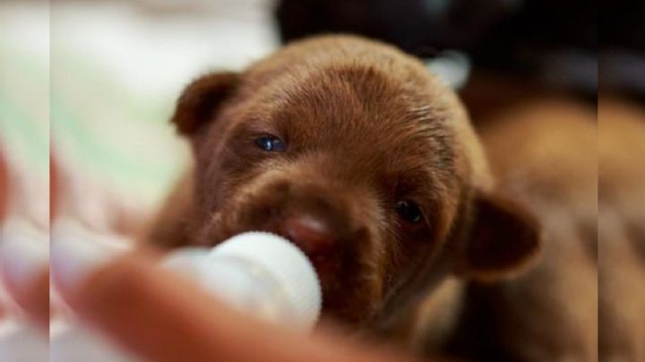 Cómo cuidar a un perro recién nacido, la guía completa con lo que tienes que saber