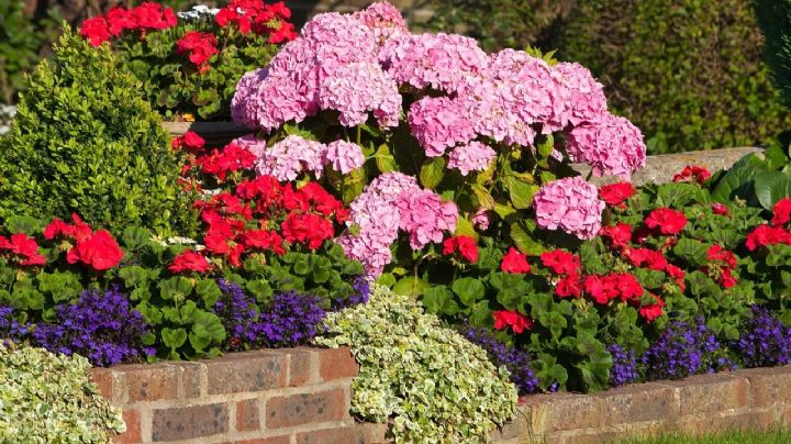 3 plantas con flores para llenar tu jardín de colores vibrantes y fragantes aromas esta primavera