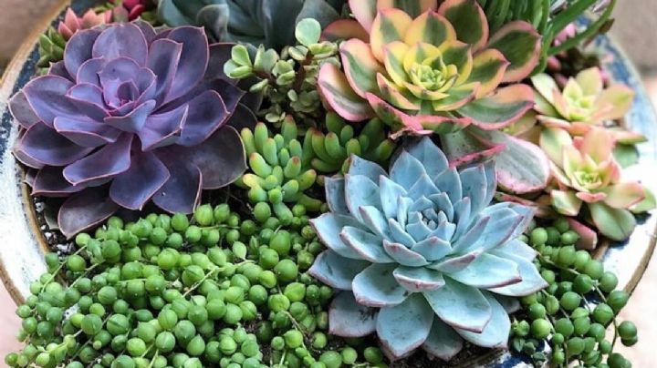 5 plantas que sobreviven a todo, ideales para principiantes y amantes de la decoración de Interiores.