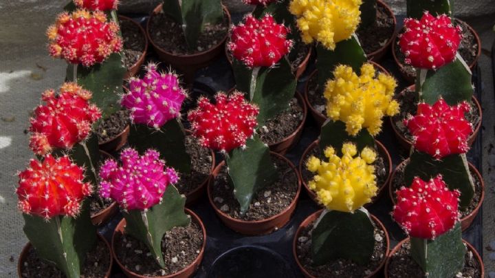 Cactus injertados, como cuidarlos para que prosperen