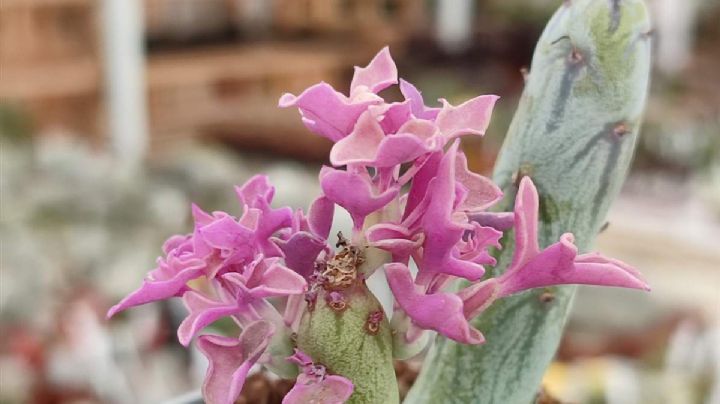 Senecio articulatus: cuidados y propagación de una suculenta atípica