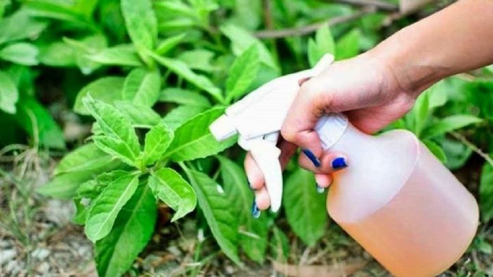 Cómo usar el vinagre en el jardín: los secretos que te sorprenderán