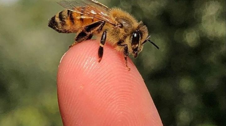 Cuál es el significado de que las abejas entren en nuestro hogar