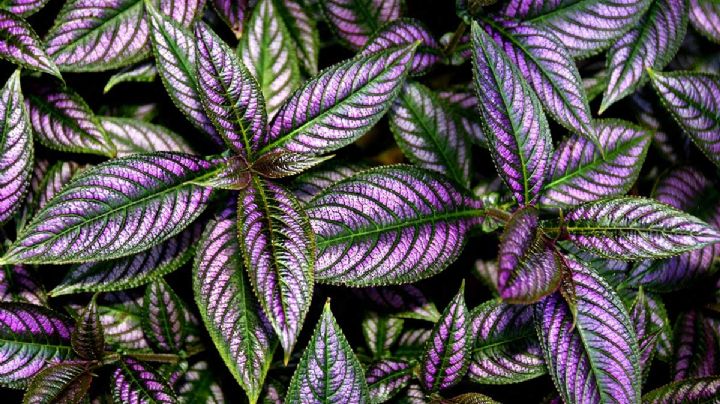 Strobilanthes dyerianus, guía de cuidados para que tu planta Escudo persa crezca sana y rozagante