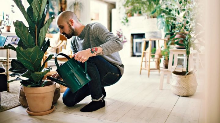 Plantas de rápido crecimiento: 7 variedades para llenar de vida el interior de tu casa