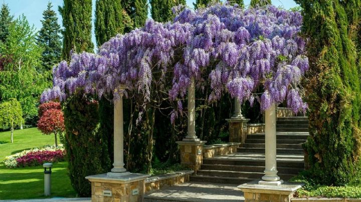 Glicina: todo lo que debes saber sobre la enredadera ornamental de dulce aroma y hermosa floración