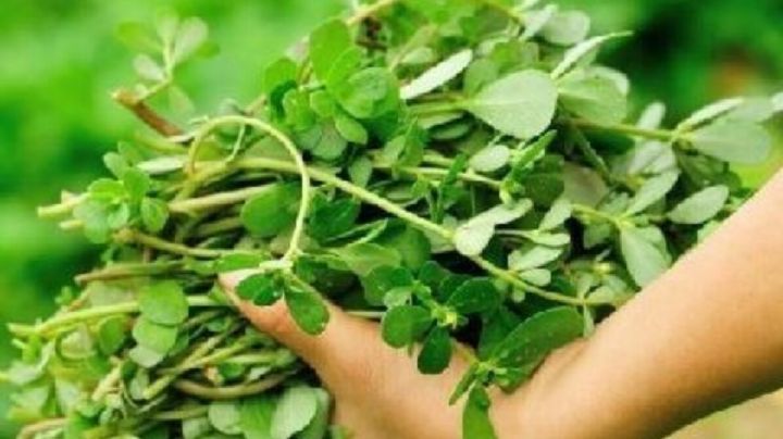 Verdolaga: beneficios del súper alimento que se disfraza de maleza en tu jardín