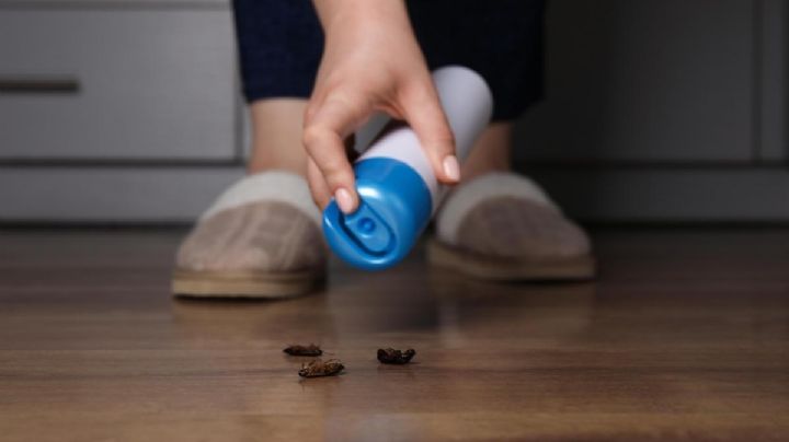 8 trucos virales para acabar con las cucarachas de tu casa para siempre