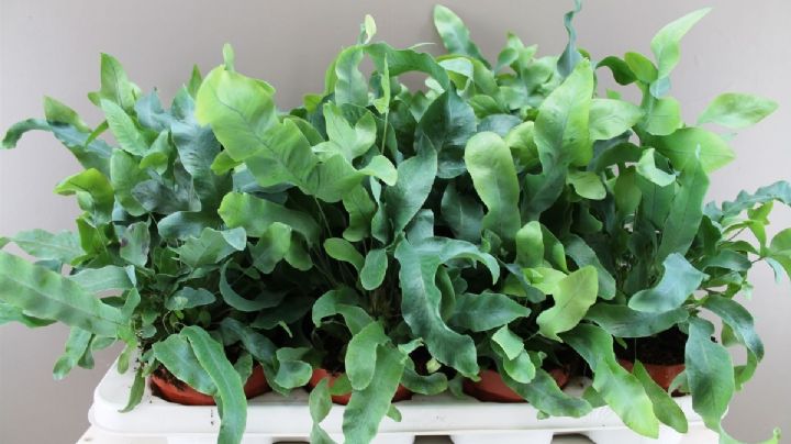 Phlebodium aureum o helecho de oro: curiosidades de la planta que muchos consideran un tesoro