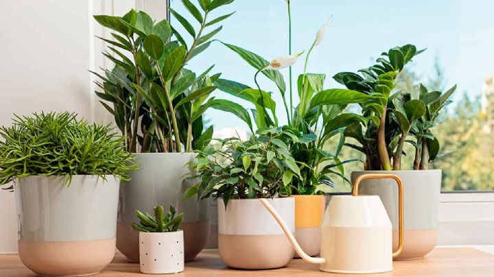 5 plantas que decoran y reducen la humedad del ambiente