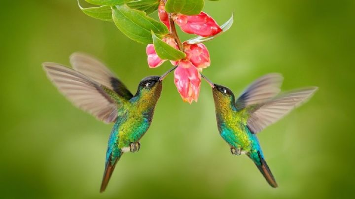 10 curiosidades maravillosas de los colibríes que no todos conocen