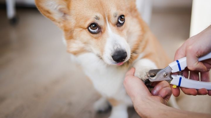 Como cortarle las uñas a un perro: 5 consejos para principiantes