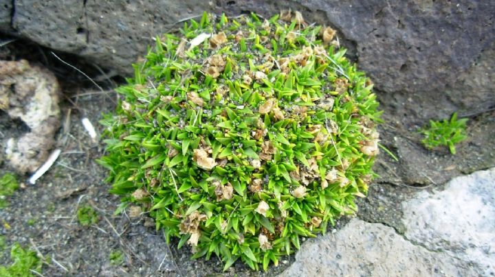 Clavel Antártico, una planta diminuta con bellas flores cuya propagación preocupa a los científicos