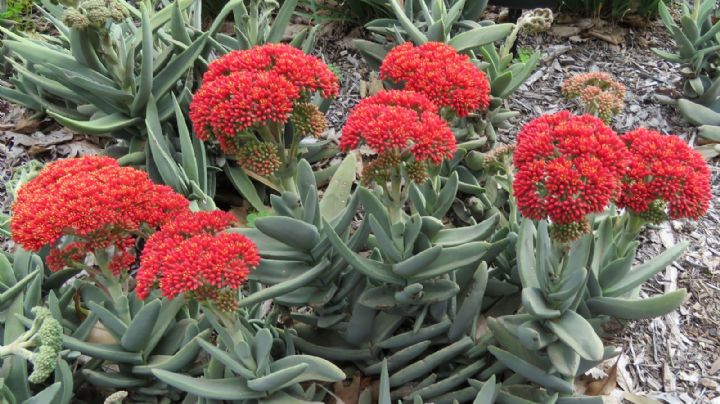 Crassula falcata: una suculenta de aspecto peculiar y fragantes flores