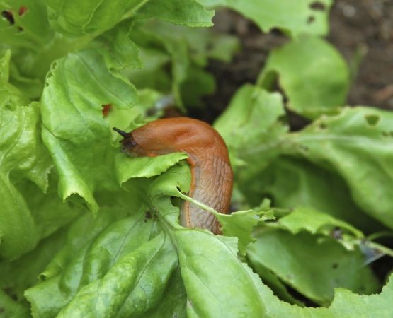 3 trucos que usan los jardineros para eliminar caracoles y babosas