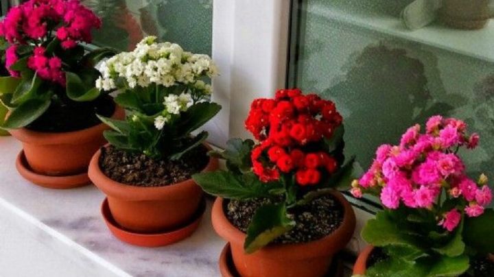 Kalanchoe blossfeldiana: guía de cuidado para que tu planta crezca rozagante
