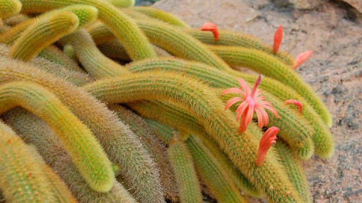 Cleistocactus winteri: guía de cuidados de un cactus de alto valor ornamental y decorativo
