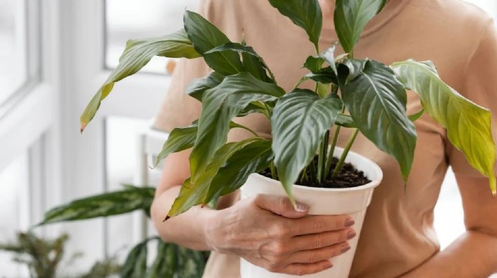 Jardinería: consejos profesionales para recuperar plantas dañadas por el sol
