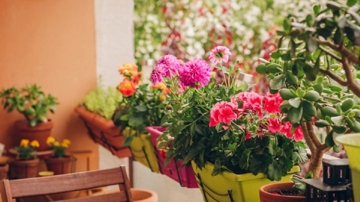 Jardinería: cuidados preventivos para que tus plantas salgan ilesas de la ola de calor