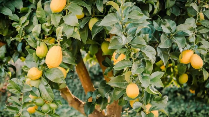 Cuidados del limonero: 2 trucos de jardinería  para controlar a los insectos minadores