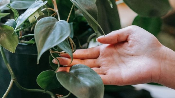 Philodendron cordatum: guía de cuidados para que tu planta se vuelva muy resistente