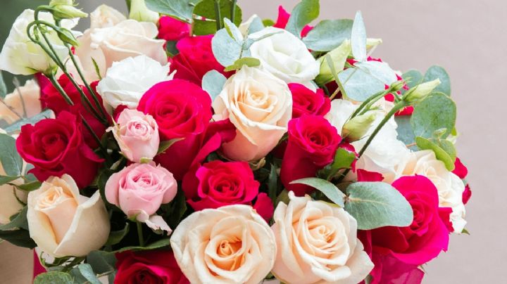 Rosas: por qué nos gustan tanto y que tipos de rosales conocemos