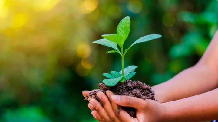 Como hacer tierra fértil el secreto mejor guardado de los jardineros